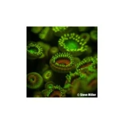 Filtre JAUNE Sur Caisson Reflex Pour La Fluorescence - Ikelite -Combinaisons Magasin ikelite filtre externe jaune fluorescence caisson reflex etanche pas cher sub odyssee 2