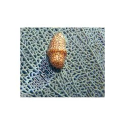 Lentille SUPER MACRO SL571 (Super Macro Close Up Lense) - SEALIFE -Combinaisons Magasin sealife lentille super macro super macro close up lense pas cher sub odyssee 3